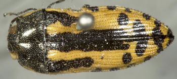 Media type: image;   Entomology 2728 Aspect: habitus dorsal view